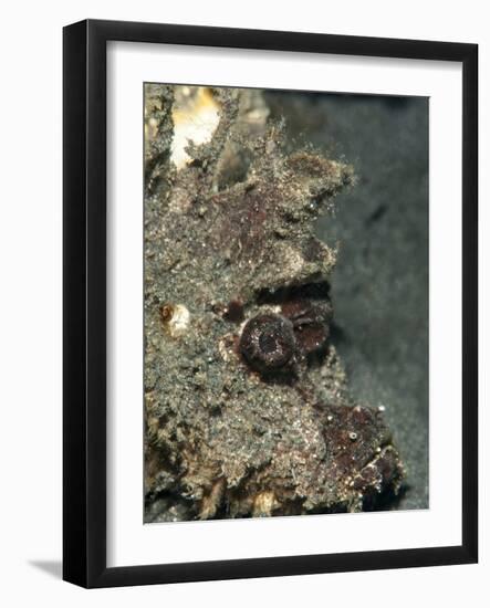 Ambon Scorpionfish (Pteroidichthys Amboinensis), Sulawesi, Indonesia, Southeast Asia, Asia-Lisa Collins-Framed Photographic Print