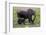 Amboseli Elephants in Marsh, Amboseli, Kenya, Africa-Kymri Wilt-Framed Photographic Print
