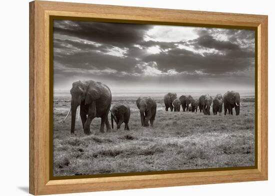 Amboseli Elephants-Jorge Llovet-Framed Stretched Canvas