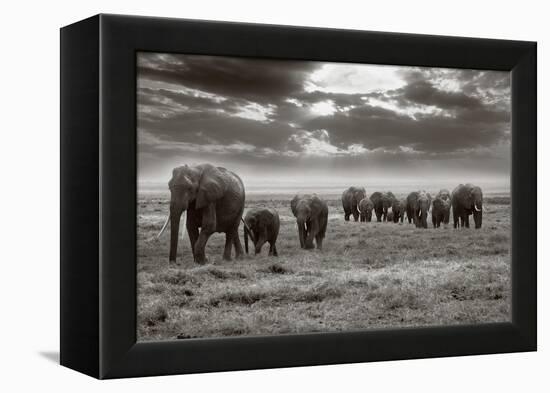 Amboseli Elephants-Jorge Llovet-Framed Stretched Canvas