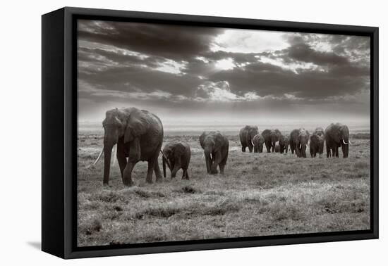 Amboseli Elephants-Jorge Llovet-Framed Stretched Canvas