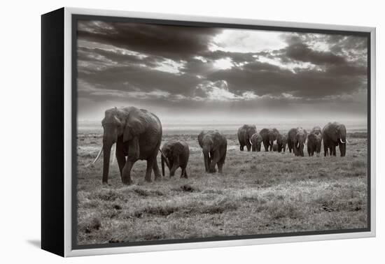 Amboseli Elephants-Jorge Llovet-Framed Stretched Canvas