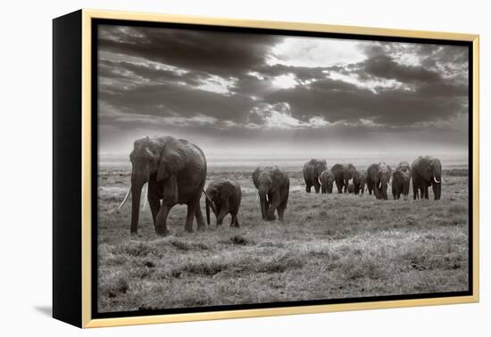 Amboseli Elephants-Jorge Llovet-Framed Stretched Canvas