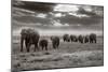 Amboseli Elephants-Jorge Llovet-Mounted Art Print