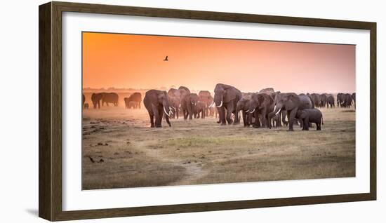 Amboseli Morning Stroll to Starbucks-Jeffrey C. Sink-Framed Photographic Print