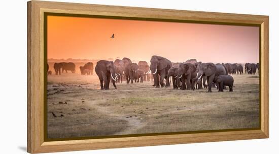 Amboseli Morning Stroll to Starbucks-Jeffrey C. Sink-Framed Premier Image Canvas