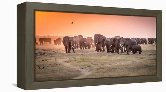 Amboseli Morning Stroll to Starbucks-Jeffrey C. Sink-Framed Premier Image Canvas