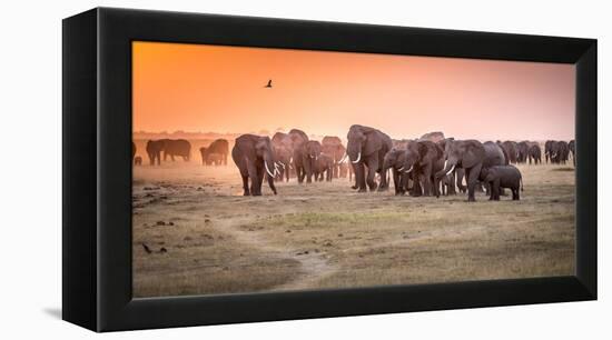 Amboseli Morning Stroll to Starbucks-Jeffrey C. Sink-Framed Premier Image Canvas