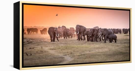 Amboseli Morning Stroll to Starbucks-Jeffrey C. Sink-Framed Premier Image Canvas