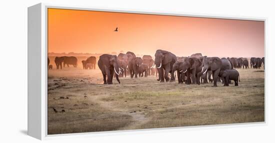 Amboseli Morning Stroll to Starbucks-Jeffrey C. Sink-Framed Premier Image Canvas