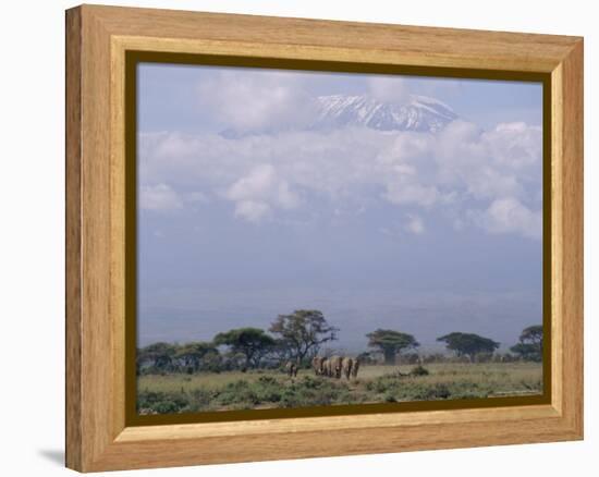 Amboseli National Park and Mt. Kilimanjaro, Kenya, Africa-Charles Bowman-Framed Premier Image Canvas