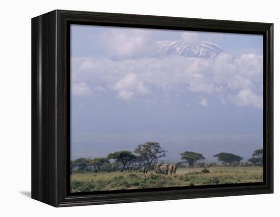 Amboseli National Park and Mt. Kilimanjaro, Kenya, Africa-Charles Bowman-Framed Premier Image Canvas