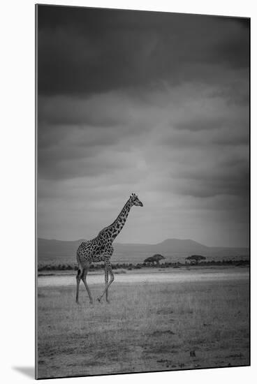 Amboseli Park,Kenya,Italy a Giraffe Shot in the Park Amboseli, Kenya, Shortly before a Thunderstorm-ClickAlps-Mounted Premium Photographic Print