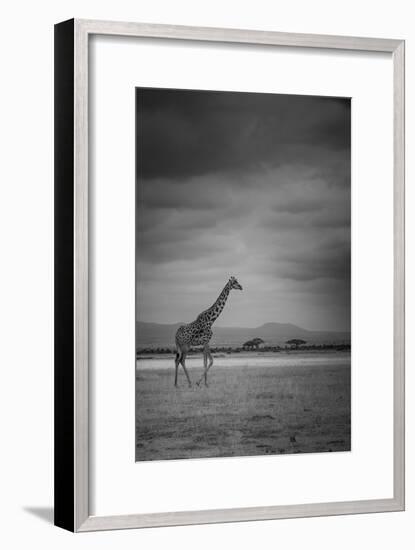 Amboseli Park,Kenya,Italy a Giraffe Shot in the Park Amboseli, Kenya, Shortly before a Thunderstorm-ClickAlps-Framed Premium Photographic Print