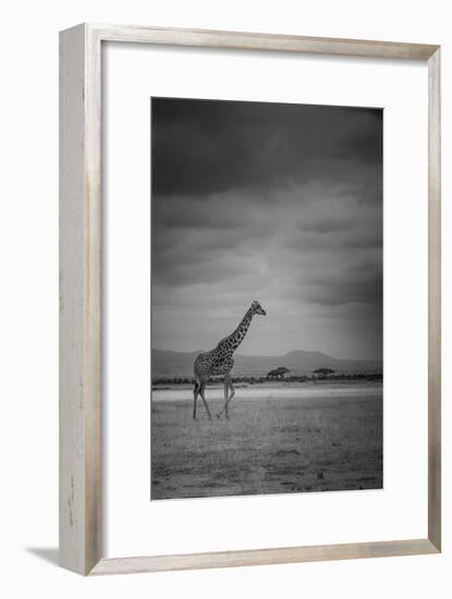 Amboseli Park,Kenya,Italy a Giraffe Shot in the Park Amboseli, Kenya, Shortly before a Thunderstorm-ClickAlps-Framed Premium Photographic Print
