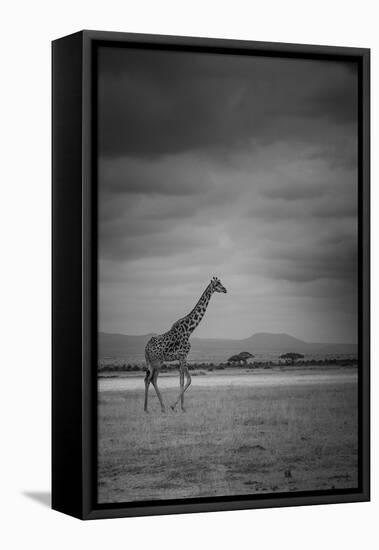 Amboseli Park,Kenya,Italy a Giraffe Shot in the Park Amboseli, Kenya, Shortly before a Thunderstorm-ClickAlps-Framed Premier Image Canvas