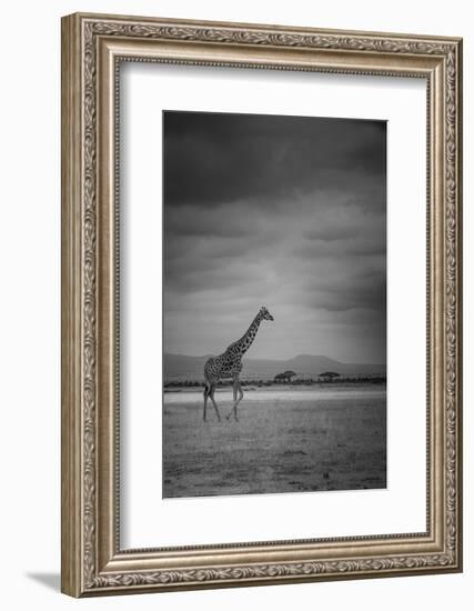 Amboseli Park,Kenya,Italy a Giraffe Shot in the Park Amboseli, Kenya, Shortly before a Thunderstorm-ClickAlps-Framed Premium Photographic Print