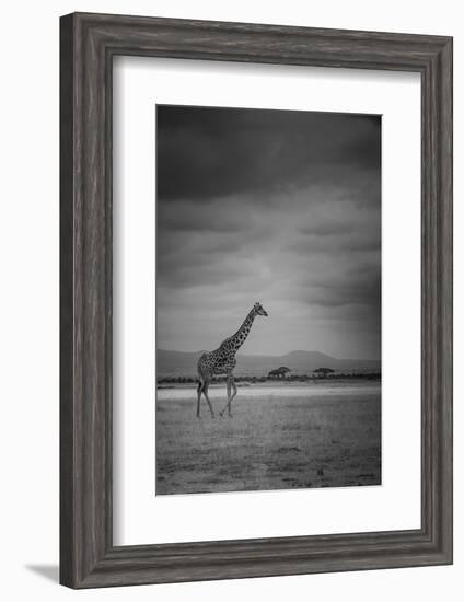 Amboseli Park,Kenya,Italy a Giraffe Shot in the Park Amboseli, Kenya, Shortly before a Thunderstorm-ClickAlps-Framed Premium Photographic Print