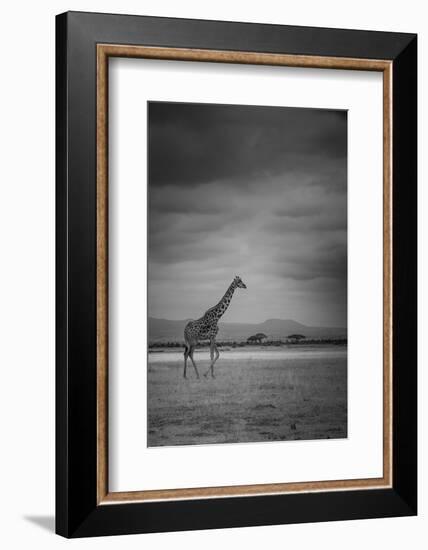 Amboseli Park,Kenya,Italy a Giraffe Shot in the Park Amboseli, Kenya, Shortly before a Thunderstorm-ClickAlps-Framed Premium Photographic Print