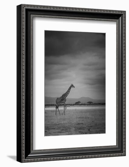 Amboseli Park,Kenya,Italy a Giraffe Shot in the Park Amboseli, Kenya, Shortly before a Thunderstorm-ClickAlps-Framed Premium Photographic Print