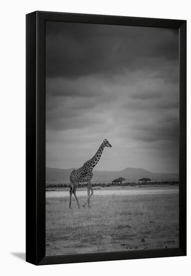 Amboseli Park,Kenya,Italy a Giraffe Shot in the Park Amboseli, Kenya, Shortly before a Thunderstorm-ClickAlps-Framed Premier Image Canvas