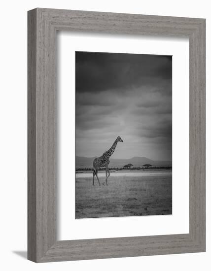 Amboseli Park,Kenya,Italy a Giraffe Shot in the Park Amboseli, Kenya, Shortly before a Thunderstorm-ClickAlps-Framed Photographic Print