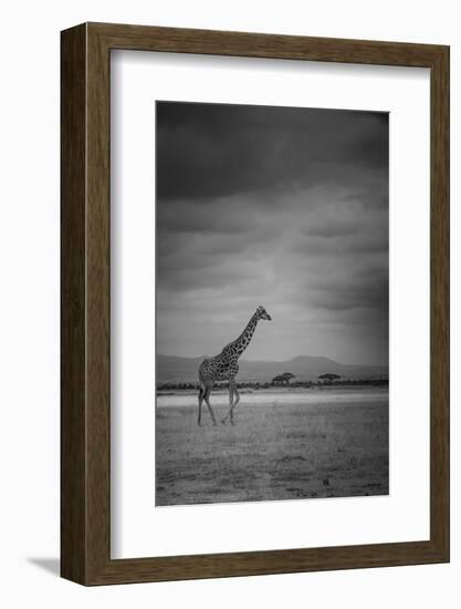 Amboseli Park,Kenya,Italy a Giraffe Shot in the Park Amboseli, Kenya, Shortly before a Thunderstorm-ClickAlps-Framed Photographic Print