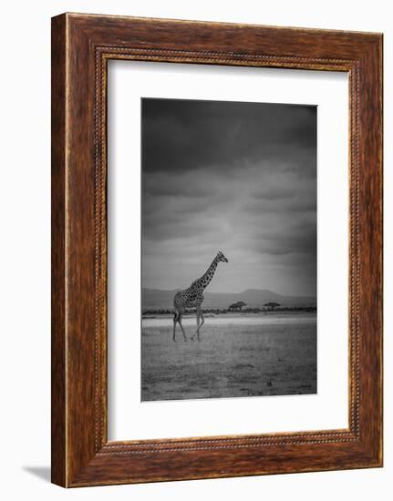 Amboseli Park,Kenya,Italy a Giraffe Shot in the Park Amboseli, Kenya, Shortly before a Thunderstorm-ClickAlps-Framed Photographic Print