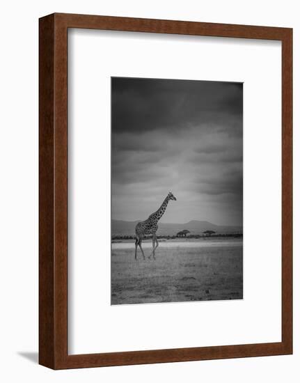 Amboseli Park,Kenya,Italy a Giraffe Shot in the Park Amboseli, Kenya, Shortly before a Thunderstorm-ClickAlps-Framed Photographic Print