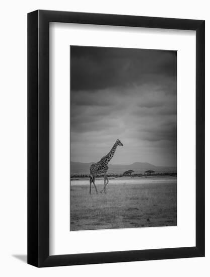 Amboseli Park,Kenya,Italy a Giraffe Shot in the Park Amboseli, Kenya, Shortly before a Thunderstorm-ClickAlps-Framed Photographic Print