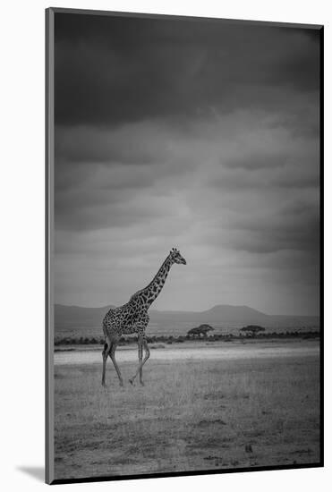 Amboseli Park,Kenya,Italy a Giraffe Shot in the Park Amboseli, Kenya, Shortly before a Thunderstorm-ClickAlps-Mounted Photographic Print