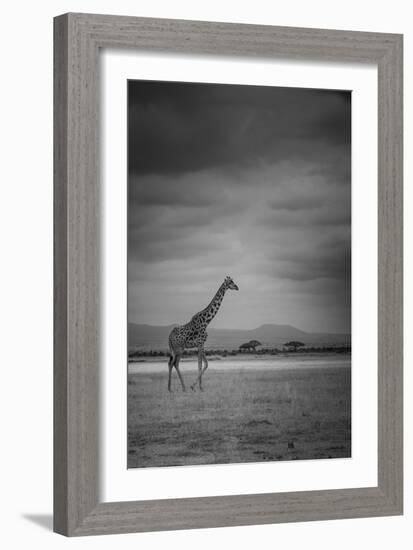 Amboseli Park,Kenya,Italy a Giraffe Shot in the Park Amboseli, Kenya, Shortly before a Thunderstorm-ClickAlps-Framed Photographic Print