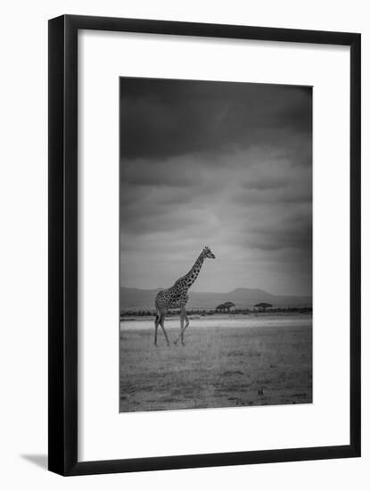 Amboseli Park,Kenya,Italy a Giraffe Shot in the Park Amboseli, Kenya, Shortly before a Thunderstorm-ClickAlps-Framed Photographic Print