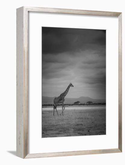 Amboseli Park,Kenya,Italy a Giraffe Shot in the Park Amboseli, Kenya, Shortly before a Thunderstorm-ClickAlps-Framed Photographic Print