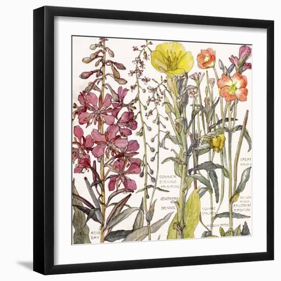 Ambrosia 2-Color Bakery-Framed Giclee Print