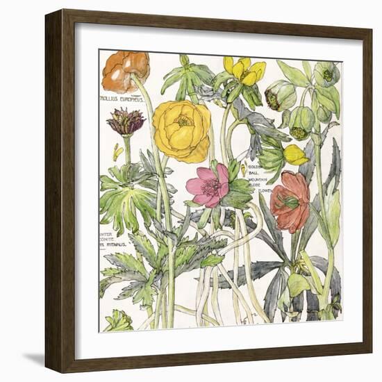 Ambrosia 6-Color Bakery-Framed Giclee Print