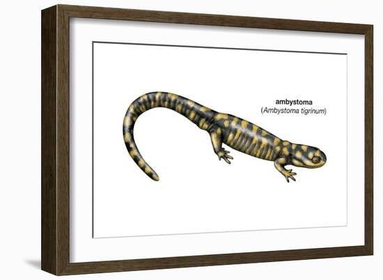 Ambystoma (Ambystoma Tigrinum), Amphibians-Encyclopaedia Britannica-Framed Art Print