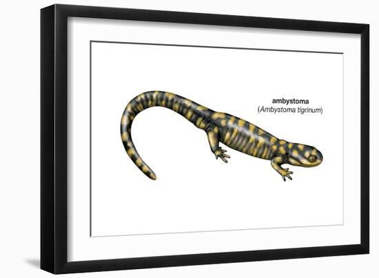Ambystoma (Ambystoma Tigrinum), Amphibians-Encyclopaedia Britannica-Framed Art Print