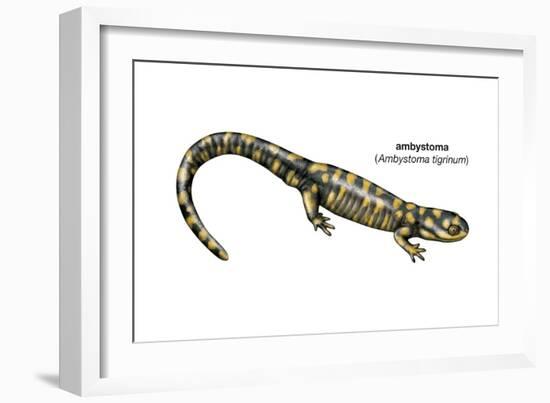 Ambystoma (Ambystoma Tigrinum), Amphibians-Encyclopaedia Britannica-Framed Art Print