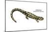 Ambystoma (Ambystoma Tigrinum), Amphibians-Encyclopaedia Britannica-Mounted Art Print