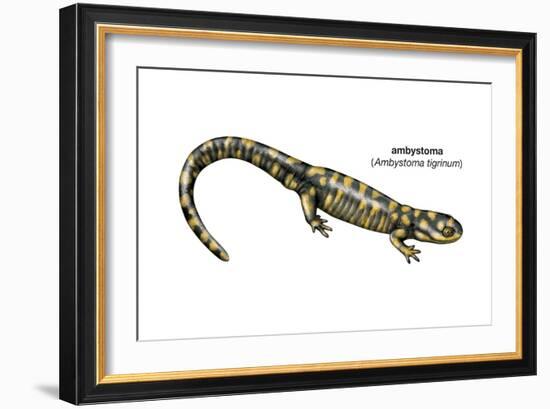 Ambystoma (Ambystoma Tigrinum), Amphibians-Encyclopaedia Britannica-Framed Art Print