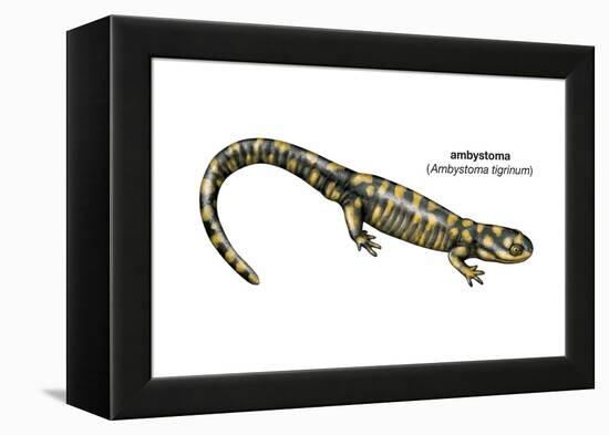 Ambystoma (Ambystoma Tigrinum), Amphibians-Encyclopaedia Britannica-Framed Stretched Canvas