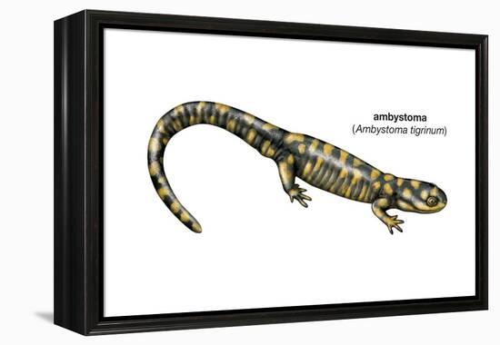 Ambystoma (Ambystoma Tigrinum), Amphibians-Encyclopaedia Britannica-Framed Stretched Canvas