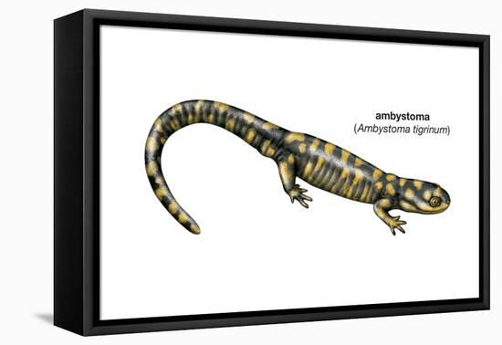 Ambystoma (Ambystoma Tigrinum), Amphibians-Encyclopaedia Britannica-Framed Stretched Canvas