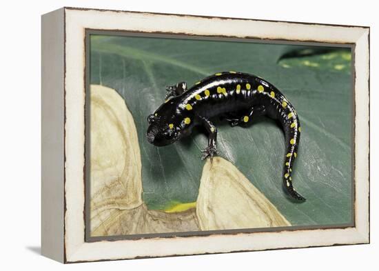 Ambystoma Maculatum (Spotted Salamander)-Paul Starosta-Framed Premier Image Canvas