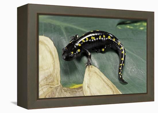 Ambystoma Maculatum (Spotted Salamander)-Paul Starosta-Framed Premier Image Canvas