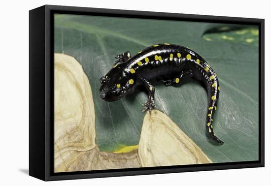 Ambystoma Maculatum (Spotted Salamander)-Paul Starosta-Framed Premier Image Canvas