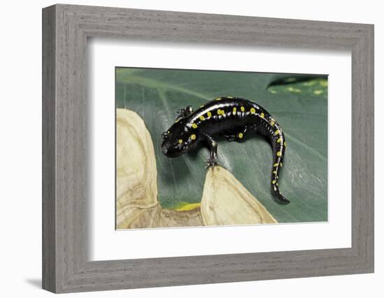 Ambystoma Maculatum (Spotted Salamander)-Paul Starosta-Framed Photographic Print