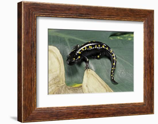 Ambystoma Maculatum (Spotted Salamander)-Paul Starosta-Framed Photographic Print