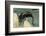 Ambystoma Maculatum (Spotted Salamander)-Paul Starosta-Framed Photographic Print